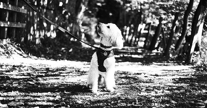 small white dog looking up at owner on lead